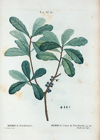 Bayberry — Morella pensylvanica — Redouté, Traité des arbres