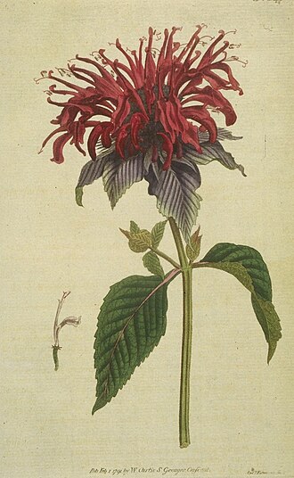 Wild Bergamot — Curtis's Botanical Magazine, c.1791