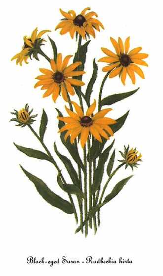 Black-eyed Susan — Rudbeckia hirta — Walcott, North American Wild Flowers, 1925