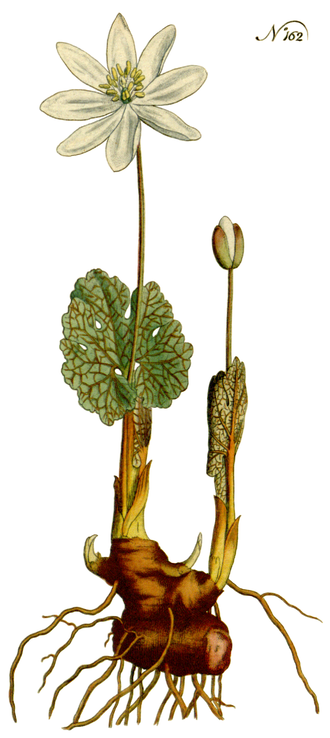 Bloodroot — Curtis's Botanical Magazine, c.1791