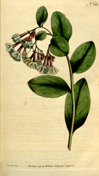 Virginia Bluebells — Curtis's Botanical Magazine, 1792