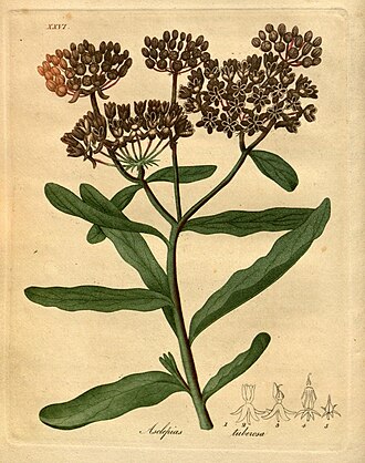 Butterfly Weed — Asclepias tuberosa — Bigelow, American Medical Botany, 1818