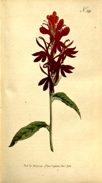 Cardinal Flower — Lobelia cardinalis — Curtis's Botanical Magazine, 1795