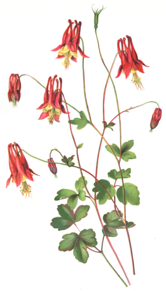 Wild Columbine — Isaac Sprague, 19th century