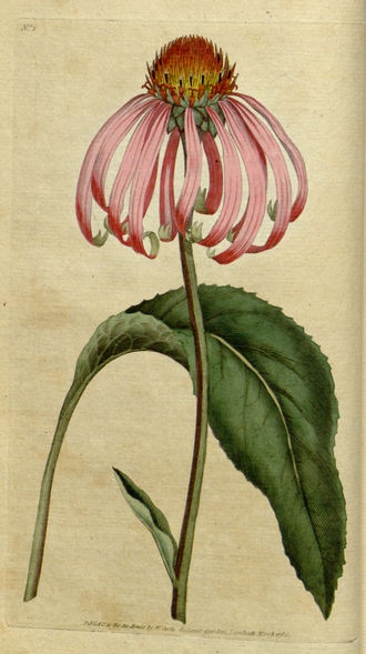 Purple Coneflower — Curtis's Botanical Magazine, 1787
