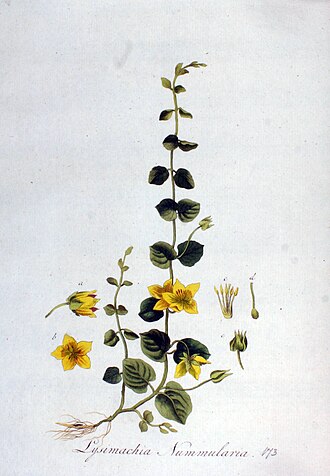 Creeping Jenny — Lysimachia nummularia — Sepp, Flora Batava, 1814