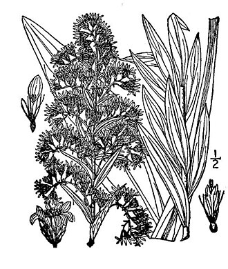 Seaside Goldenrod — Britton & Brown Illustrated Flora, 1913