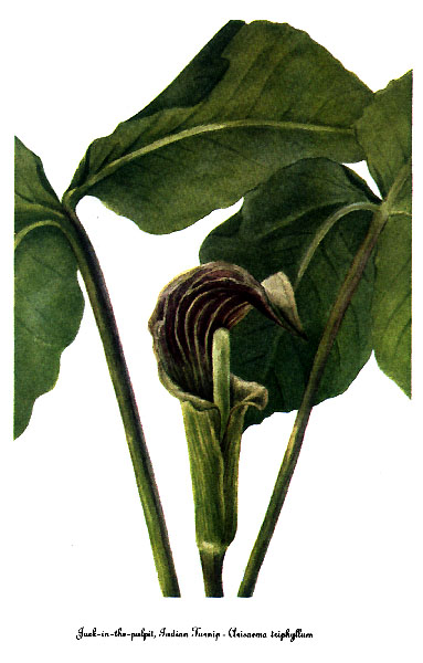 Jack-in-the-Pulpit — Mary Vaux Walcott, Smithsonian, 1925