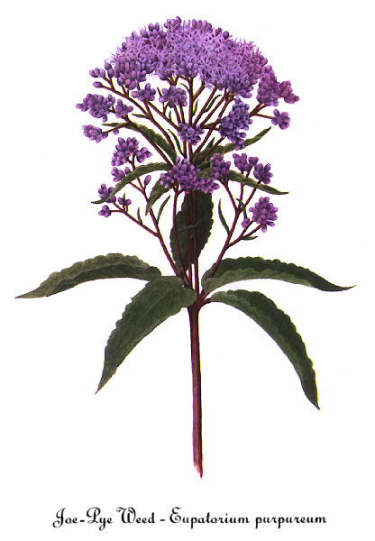 Joe-Pye Weed — Mary Vaux Walcott, Smithsonian, 1925