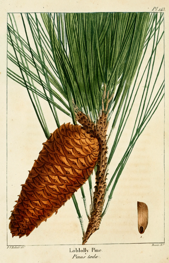 Loblolly Pine — Pinus taeda — Michaux, North American Sylva, 1819