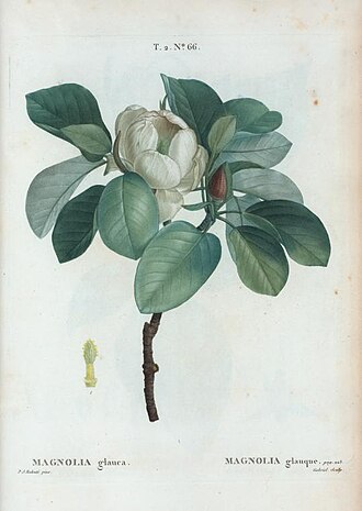 Sweetbay Magnolia — Magnolia virginiana — Redouté, Traité des arbres