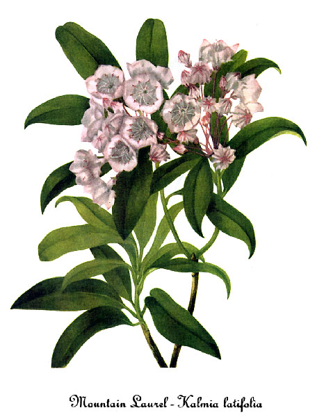 Mountain Laurel — Mary Vaux Walcott, Smithsonian, 1925