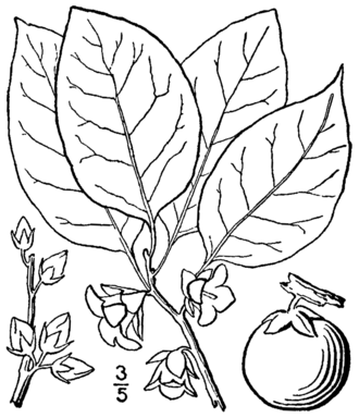 American Persimmon — Britton & Brown Illustrated Flora, 1913