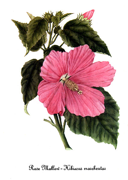 Swamp Rose Mallow — Mary Vaux Walcott, Smithsonian, 1925