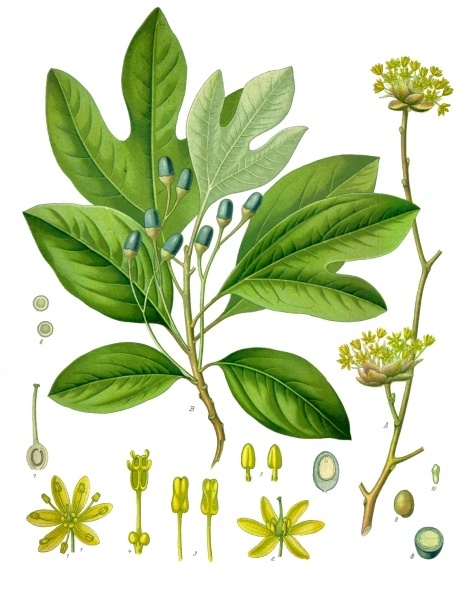 Sassafras — Mary Vaux Walcott, Smithsonian, 1925