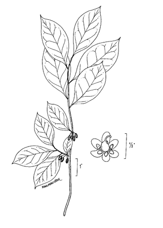 Spicebush — Britton & Brown Illustrated Flora, 1913