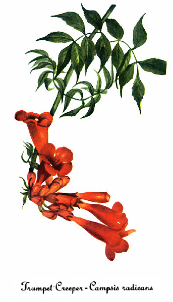 Trumpet Vine — Mary Vaux Walcott, Smithsonian, 1925