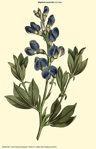 Blue Wild Indigo — Curtis's Botanical Magazine, c.1800